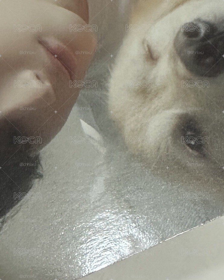 寧 迷七 狗狗卡