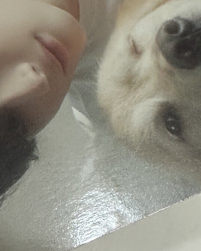 寧 迷七 狗狗卡