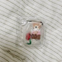 小梅花鹿