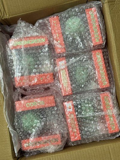 骰子專全新未拆（現貨）