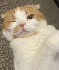 Ggomo