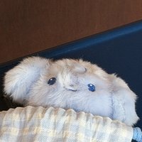 櫻桃醬