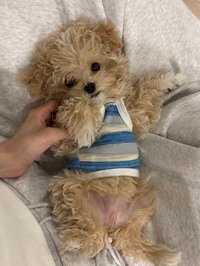 주꾸미