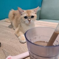 賣卡的窮小子  下單前不提供任何卡況