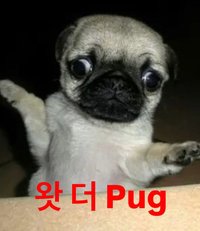dududu