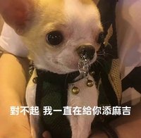 蓬鬆チワワ