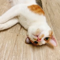 寧寧