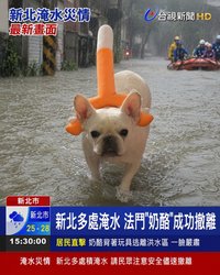 奶酪