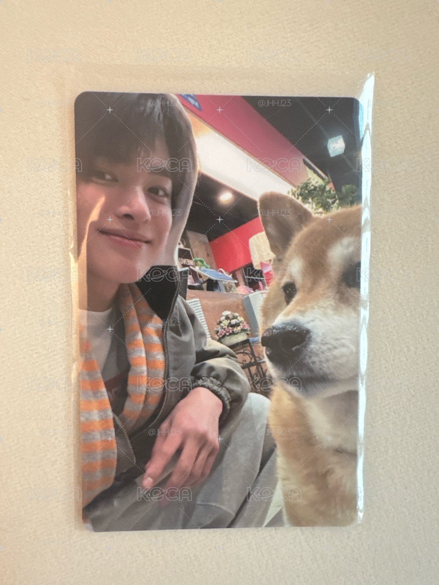 柴犬安