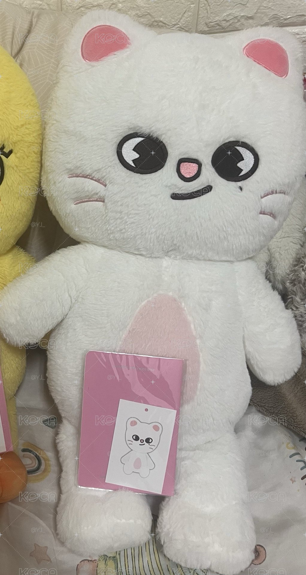 辰泰迪