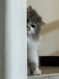 kyumeow