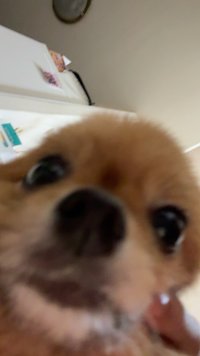 可愛狗狗
