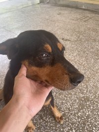 Tsao