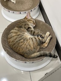 潘豬