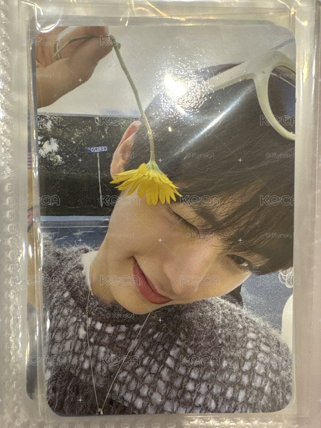 漢泰山小黃花