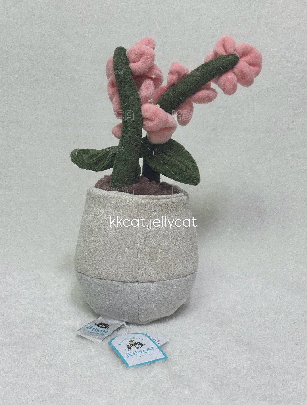 粉色蘭花盆栽