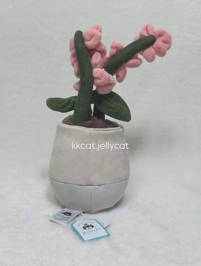 粉色蘭花盆栽