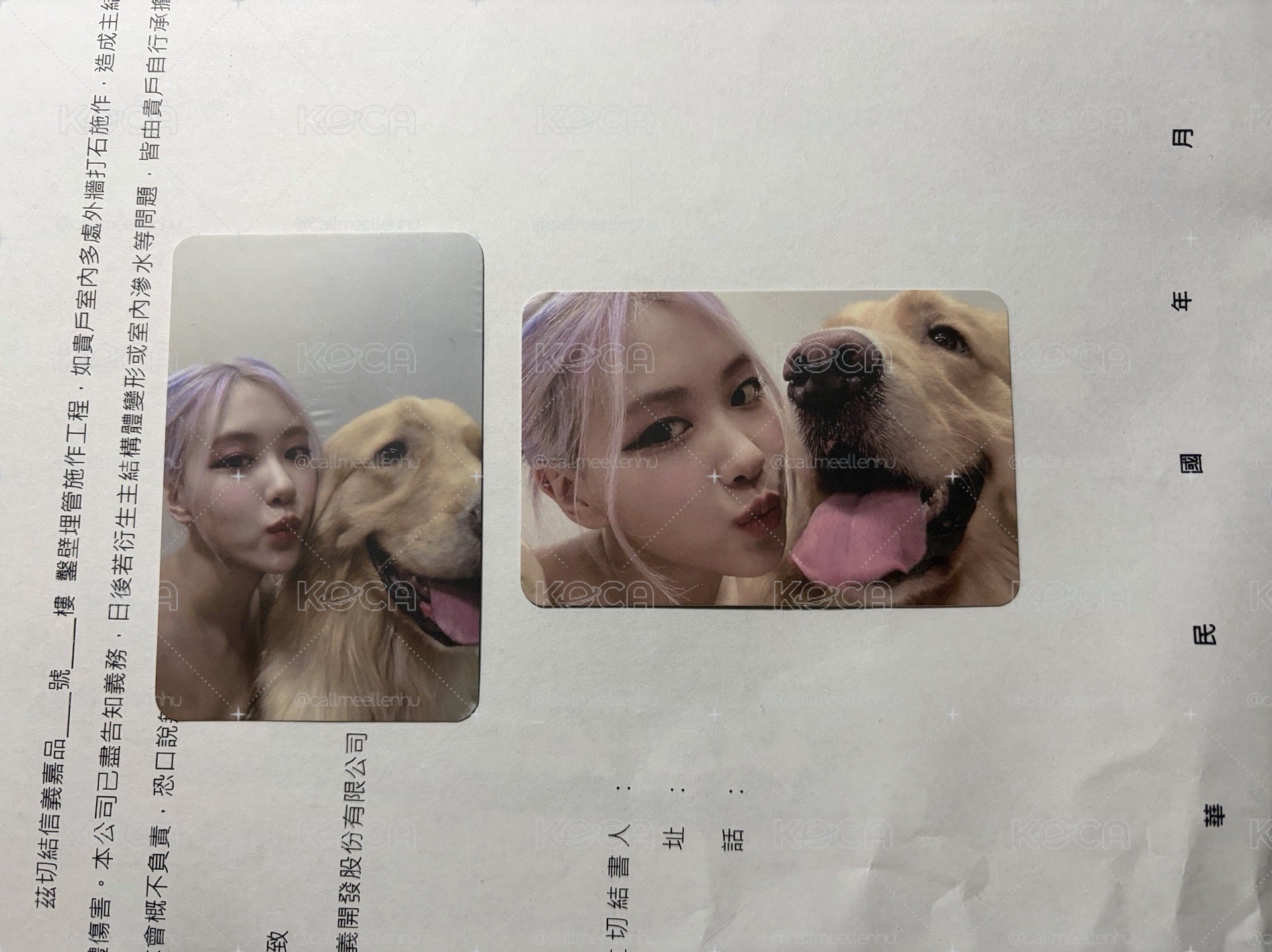 The Album 狗狗rose