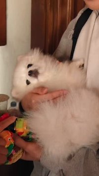 嘣米飛