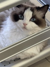 neko
