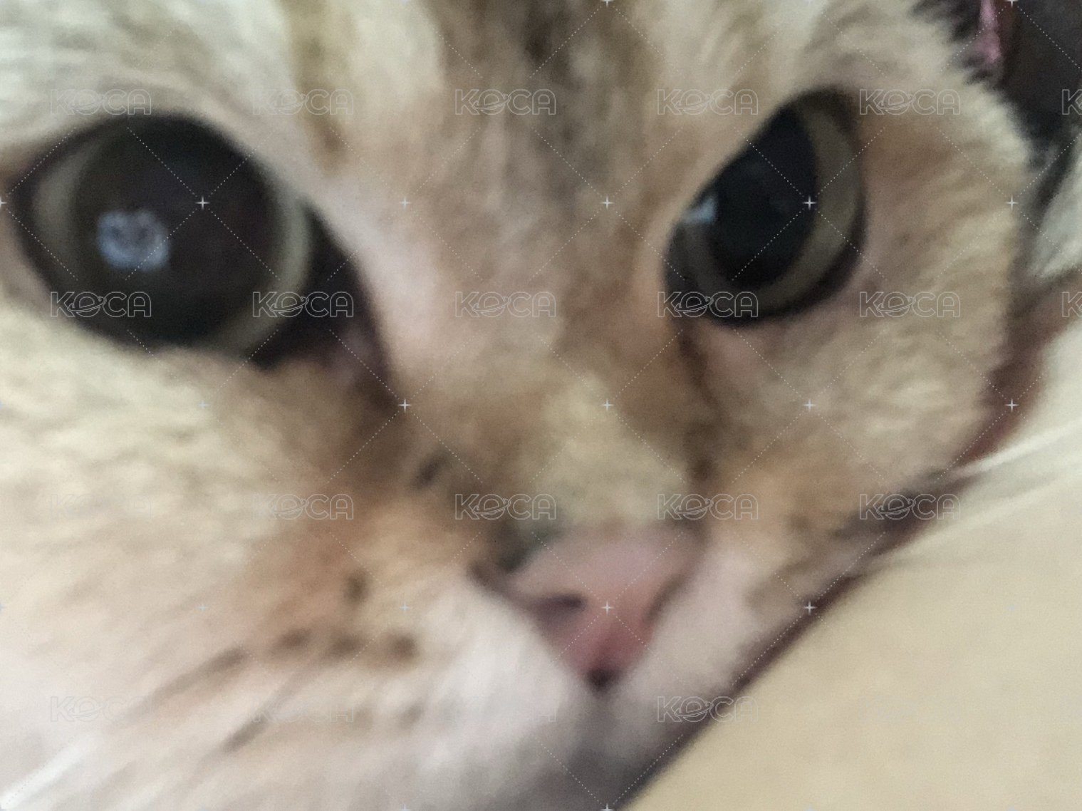 貴包