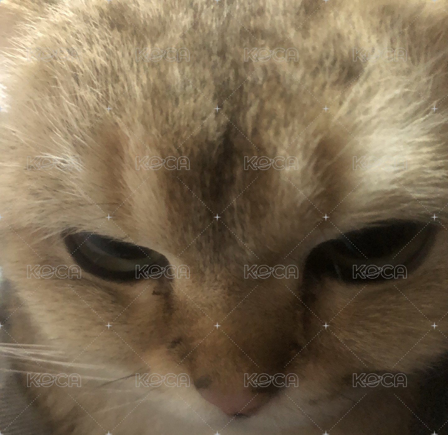 正常