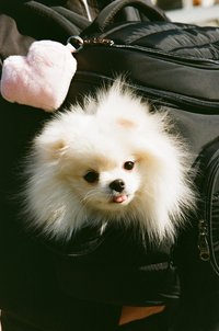kimi