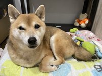 Chien