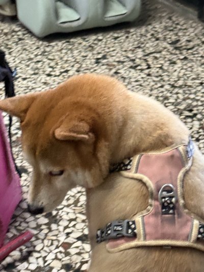 沒照片所以隨便放。是BND福袋喔