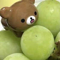 只是一隻喜歡綜星的貓