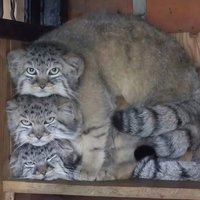 uu