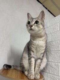 秋
