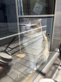 追星人