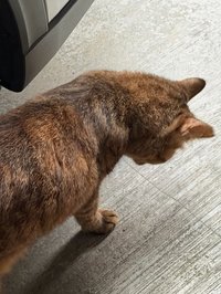 蘇米故