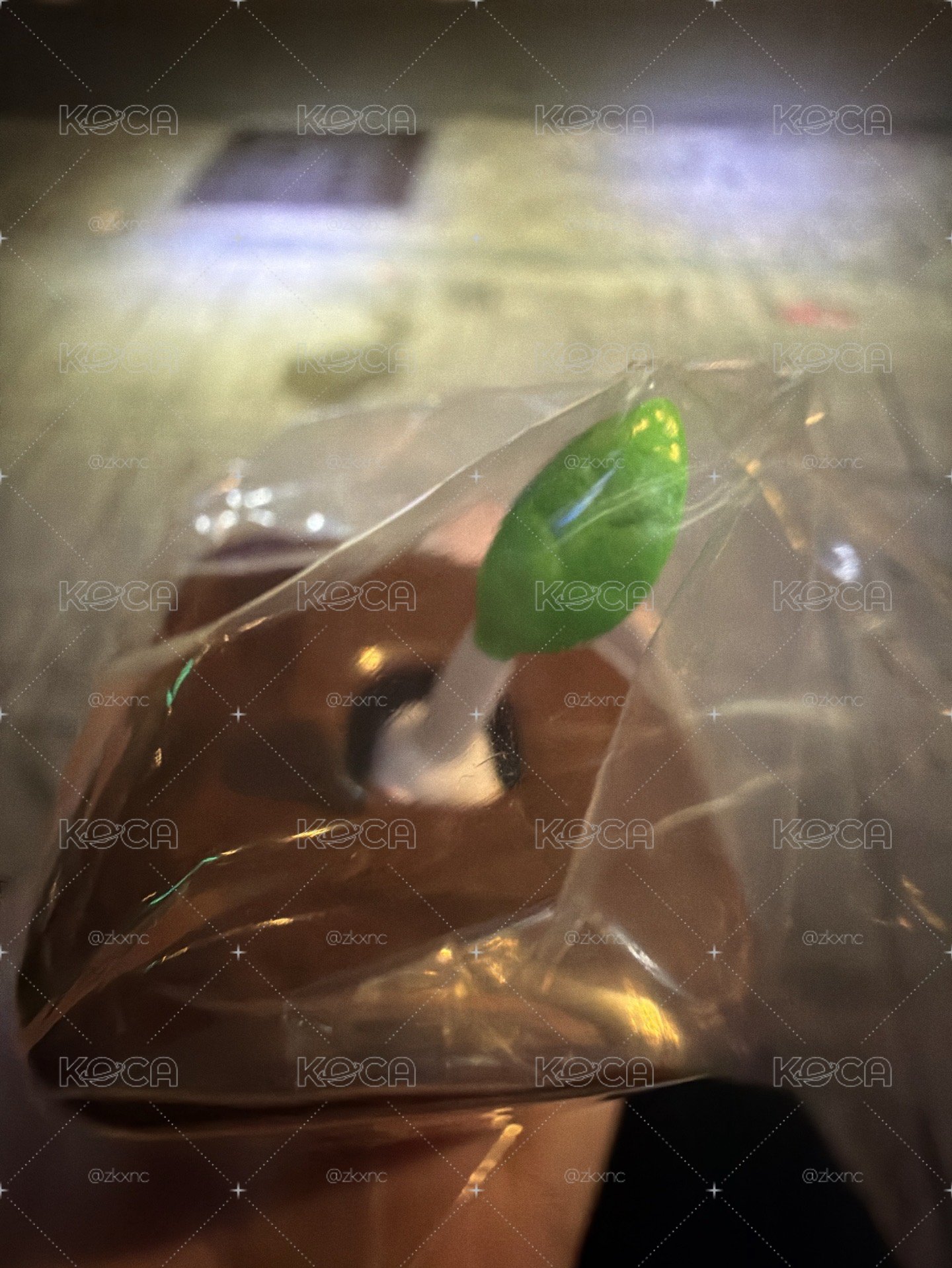 白皮