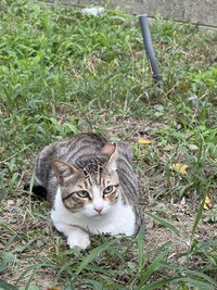 狐狸