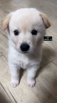 밍밍이