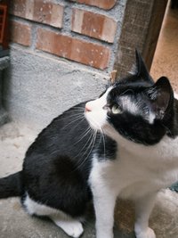Rinnna