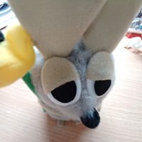 小鼠