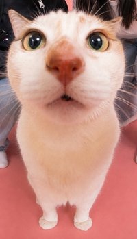 RBF