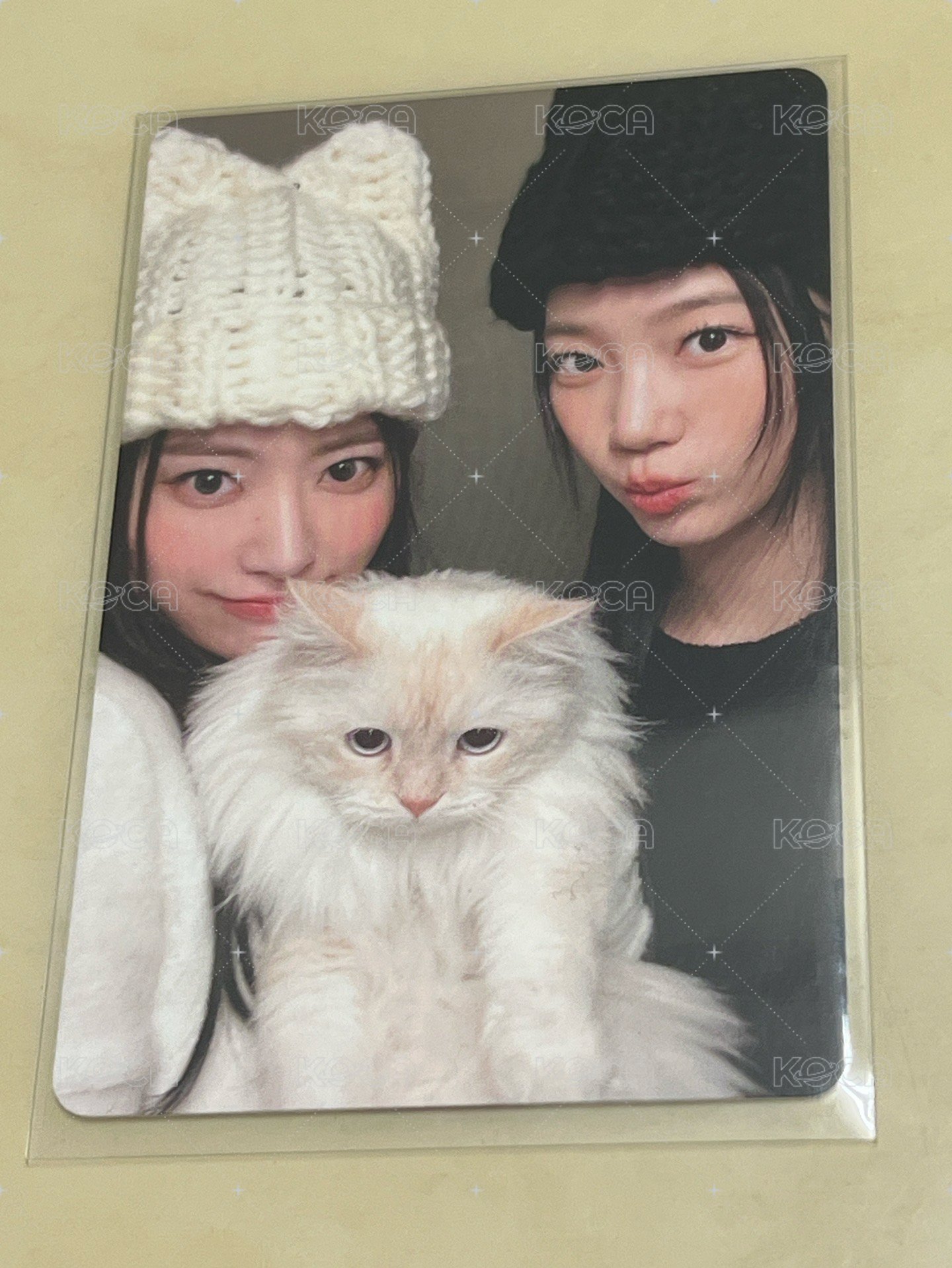 花葉z貓咪