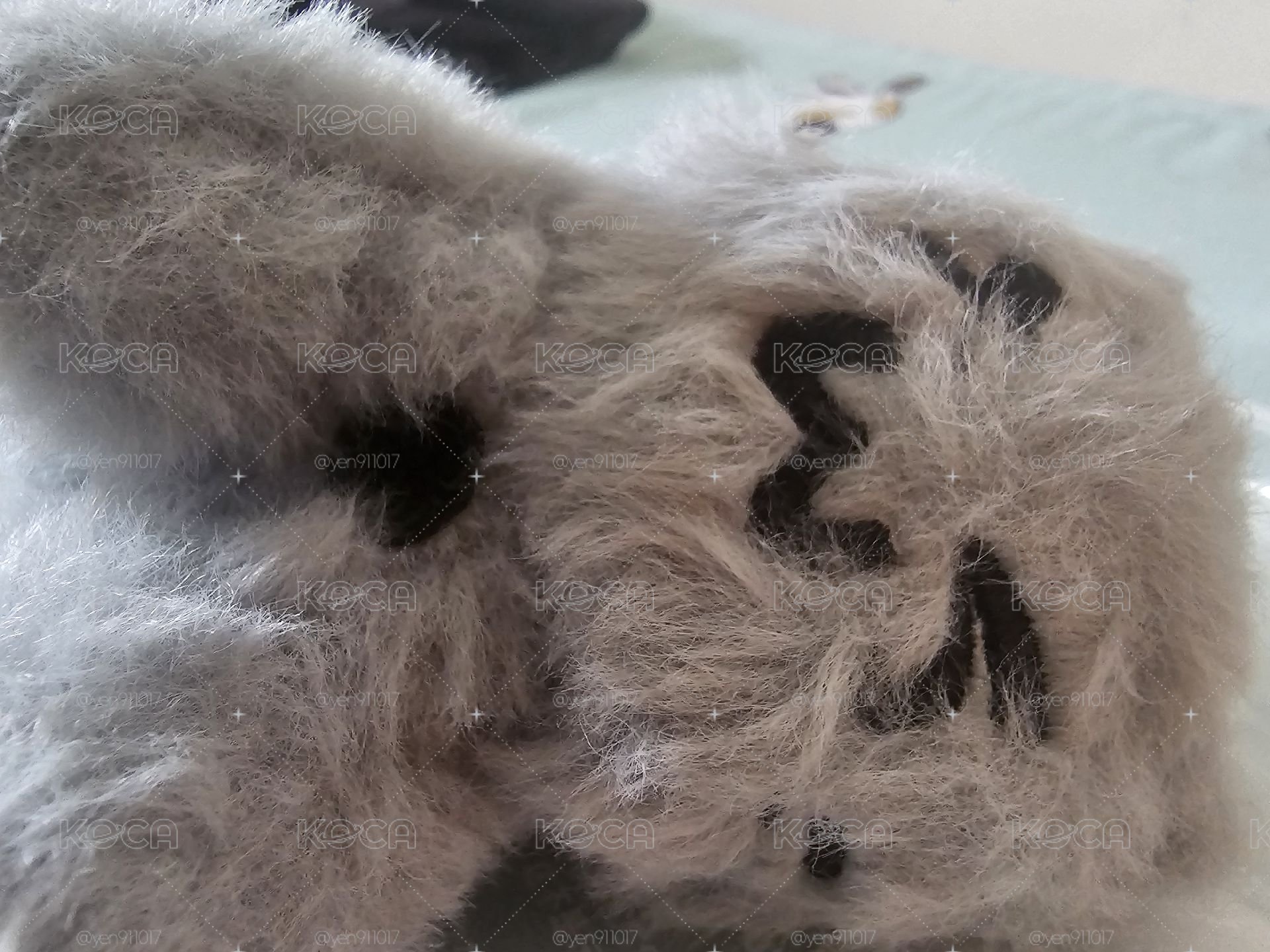 TWS 灰貓