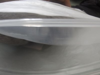 TWS 灰貓