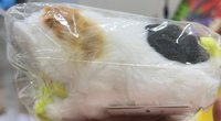 三色貓