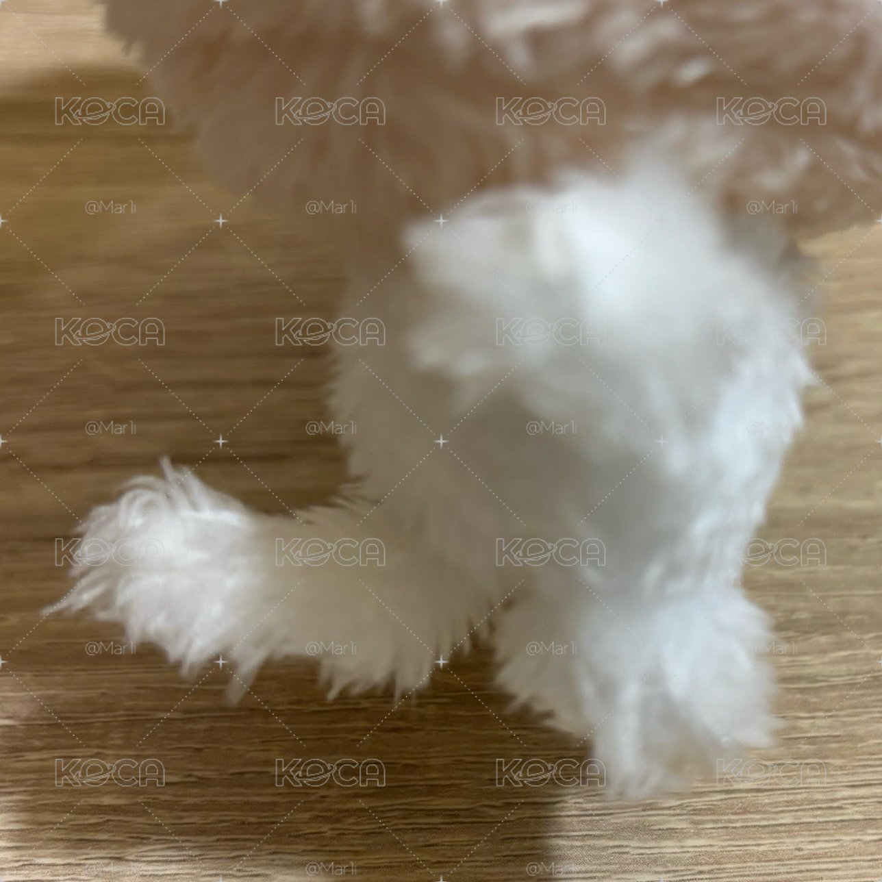 一販原皮奶茶貓