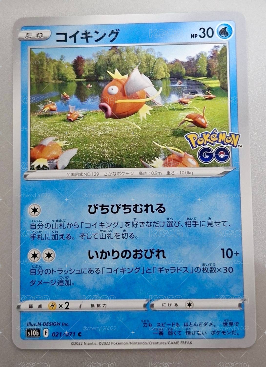 寶可夢｜鯉魚王 C 日版 Pokémon GO