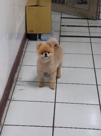 兔菓