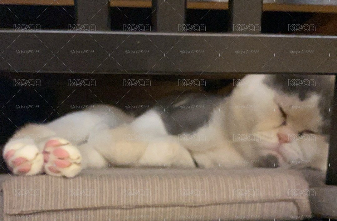 男團盲袋