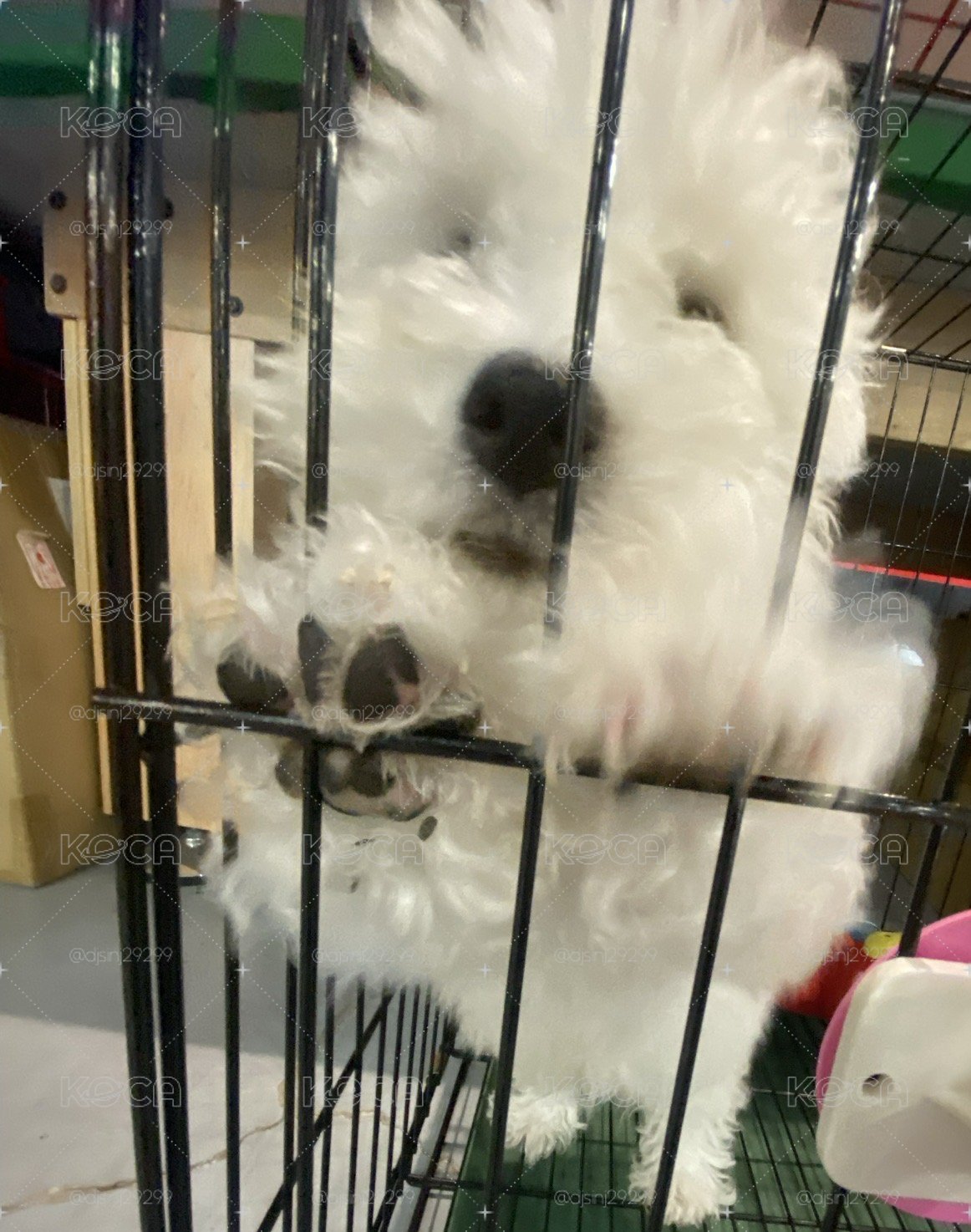 女團小卡