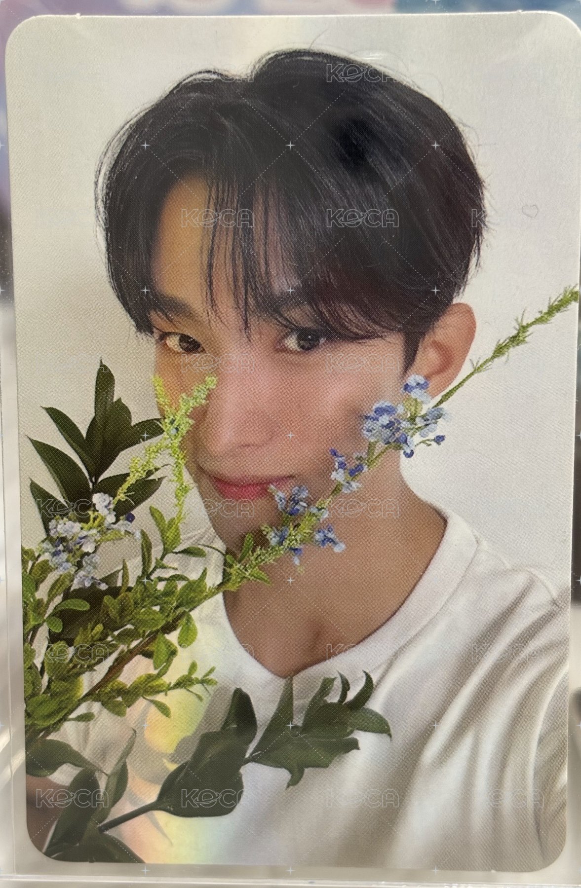 精選專 專輯卡 CARAT ver.